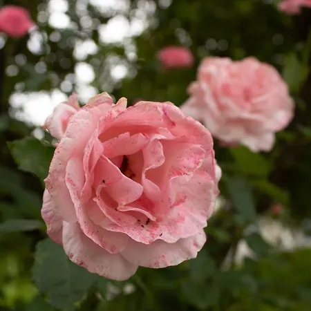 Ernas Hébergement de vacances Aschbach bei Furstenfeld