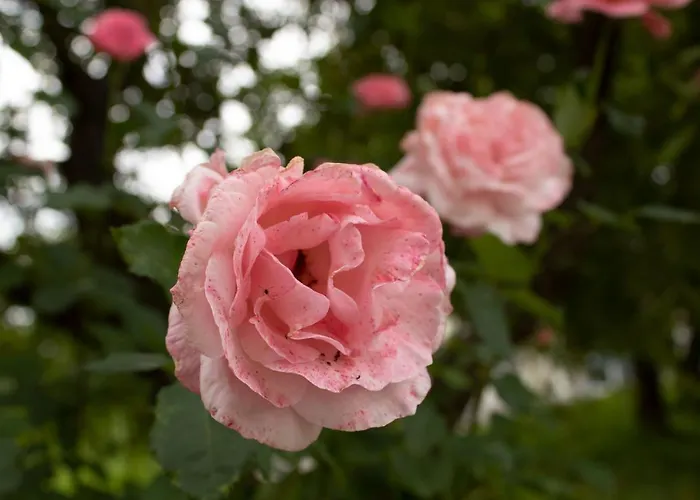Ernas Ferienhaus Aschbach bei Furstenfeld